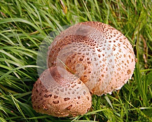 A brown twin fungus