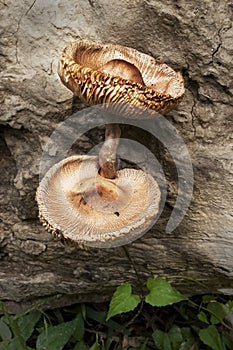 Brown twin fungus