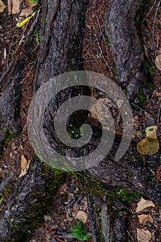 brown twisty tangled roots of tree with green moss in forest in damp ground with dry autumn leaves