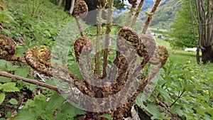 Brown unfurling fiddlehead fern frond in the forest