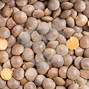 Brown unhulled red lentils close up photo
