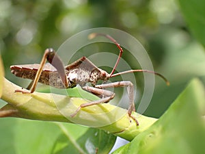 brown unique grasshopper pose on a stem leaf