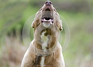 Barking howling dog, brown husky mix dog