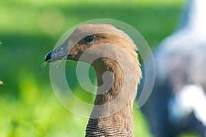 Brown upland goose holds blades of grass with his beak