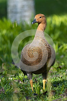 Brown upland goose walking on green grass