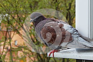 A brown urban pigeon sits on a window sill.