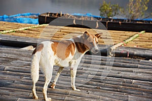 Brown vagrant dog is standing on a floating house