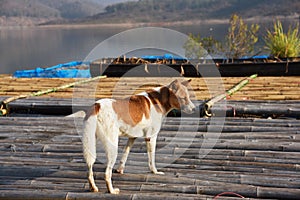 Brown vagrant dog is standing on a floating house