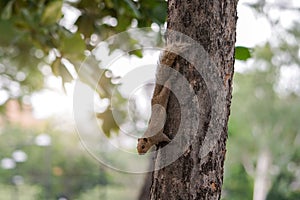 Brown variable squirrel climbing down a tree