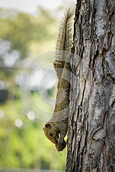 Brown variable squirrel hanging down