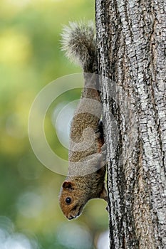 Brown variable squirrel hanging down on the side of a tree