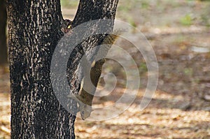 Brown variable-squirrel