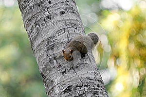 Brown variable squirrel before jumping