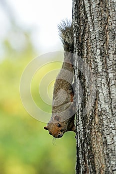 Brown variable squirrel staring