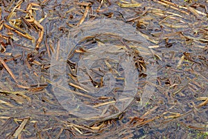 Brown vegetal texture of algae in water