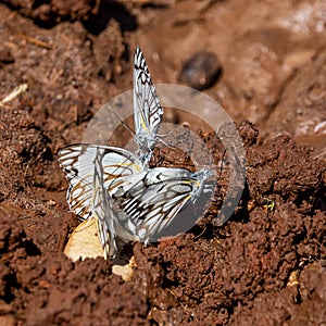 Brown-veined White Butterflies