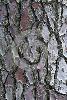 Brown vertical texture of pine bark with interesting pattern