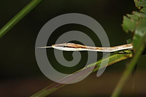 Brown Vine Snake (Costa Rica)