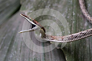 A brown vine snake ready to bite photo