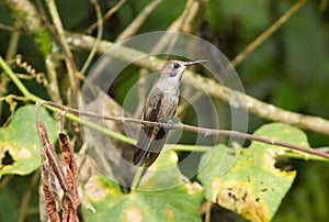 Brown Violet-ear, Colibri delphinae