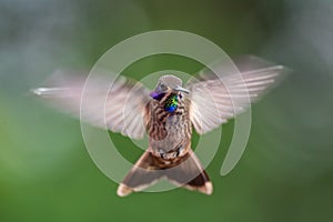 Brown Violet-ear - Colibri delphinae