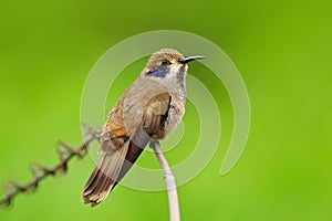 Brown Violet-ear, Colibri delphinae, hummingbird bird flying next to beautiful pink flower, nice flowered orange green background,