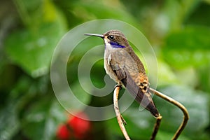Brown Violet-ear - Colibri delphinae large hummingbird, bird breeds at middle elevations in the mountains in Central America,