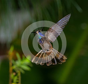 Brown Violetear 2