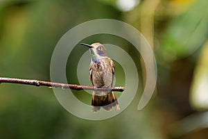 Brown violetear colibri delphinae