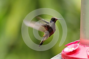 Brown Violetear, Colibri delphinae