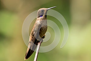 Brown Violetear(Colibri delphinae