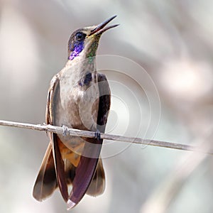 Brown Violetear Colibri delphinae perched on a branch over a brown background