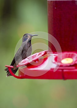 Brown Violetear Colibri delphinae