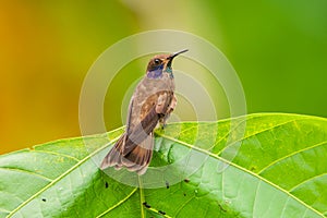 Brown Violetear Hummingbird (Colibri delphinae)