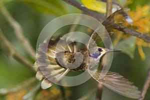 Brown Violetear Hummingbird in flight photo
