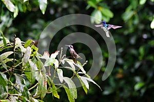 Brown Violetear and White necked Jacobin Hummingbird at Asa Wright In Trinidad and Tobago photo