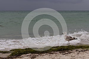 Brown walking seagull against storm on sea. Wild birds concept. Seagull on sand beach in hurricane day.