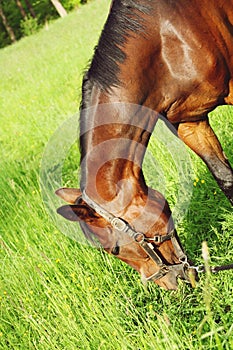Brown warmblood horse in the countryside field