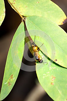 Brown wasp sitting on a green leaf, Nosy Komba, Madagascar