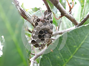 Brown wasps on nest with eggs in Swaziland