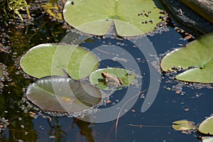 Brown water frog sitting on water lily leaf in summer