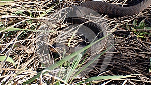 Brown water snake along my hike