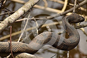 Brown Water Snake on Branches