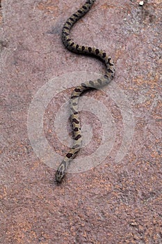 Brown Water Snake Crosses Patio