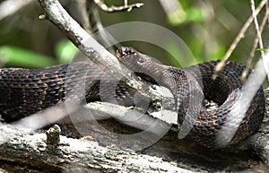 Brown Water Snake curled on a log in the Okefenokee Swamp National Wildlife Refuge, Georgia