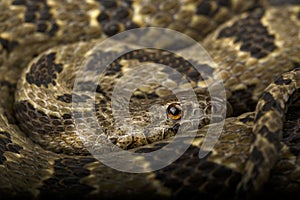 Brown water snake (Nerodia taxispilota)