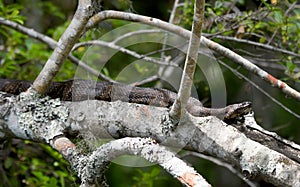 Brown Water Snake, Nerodia taxispilota, stretched out on a branch over the water river in Okefenokee Swamp, Georgia USA