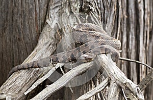 Brown Watersnake coiled on a cypress root in the Okefenokee Swamp Georgia