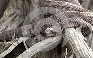 Brown Watersnake coiled on a cypress root in the Okefenokee Swamp Georgia