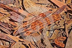 Brown wattle seedpods on the ground